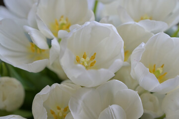 Close up bouquet of white tulips buds flowers. Flower arrangement. Wallpaper, backdrop, cover, greeting card, for design