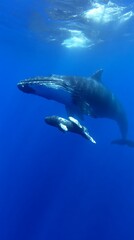 Fototapeta premium Whale Calf & Mother for Ocean Depths.