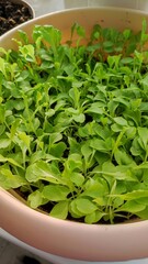 Green sprouts of lettuce leaves grow on a windowsill. Lettuce sprouts sprouting on a clear sunny day, growing greens at home on a windowsill, conscious consumption and a sustainable economy