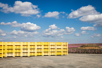 Agricultural yellow plastic baskets in the fields of pink peach trees in Aitona