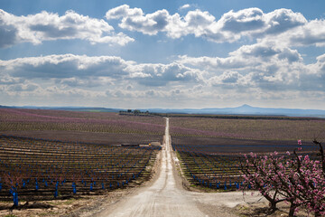 Pink peach tree in blossom, fields of pink trees in Aitona, Spain