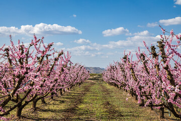 Pink peach tree in blossom, fields of pink trees in Aitona, Spain