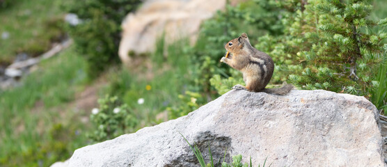 Chipmunk wild squirrel. Chipmunk rodent. Gopher outdoor. Wild animal in nature. Squirrel on the ground. Rodent animal chipmunk. Rodent animal family. Wildlife nature. Ground squirrel