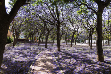 Jacaranda tree in bloom, purple flowers in park