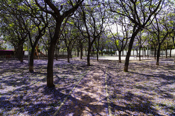 Jacaranda tree in bloom, purple flowers in park