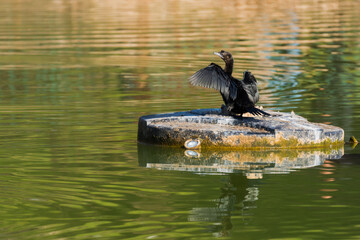 A Cormorant is Resting on a Rock in the Middle of the Lake and Drying Its Feathers in the Winter Sun
