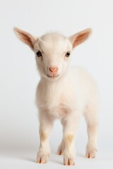 Obraz premium A baby goat is standing in front of a white background. The goat is small and cute, with its head held high and its eyes looking straight ahead. Concept of innocence and curiosity