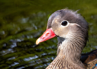 Female Mandarin Duck (Aix galericulata), native to East Asia, found in parks and wetlands worldwide.
