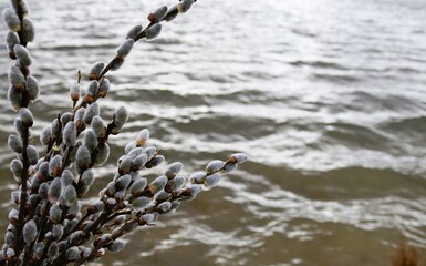 Willow twigs on a background of water