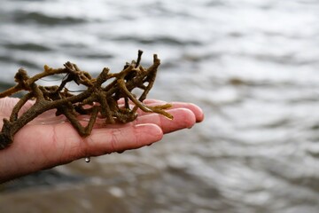 Algae on a wet palm