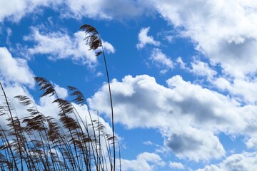 Reeds against a background of a sky with clouds