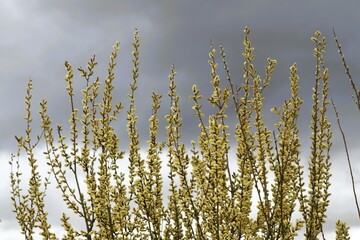 Yellow willow tassels and the sky