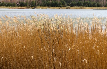 Reeds in the water 