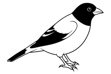 bullfinch line art silhouette vector illustration