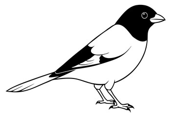 bullfinch line art silhouette vector illustration