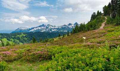 Obraz premium Breathtaking summer day in wild mountain with coniferous forest and green slopes. Mountain landscape with meadow. Mountainous landscape with cloudy sky. Scenic green hill mountain