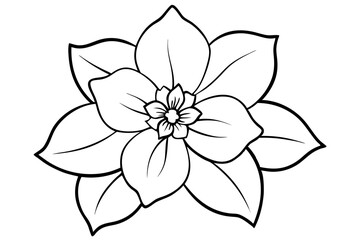 hellebore flower line art silhouette vector illustration