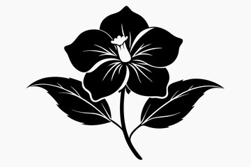 hellebore flower line art silhouette vector illustration
