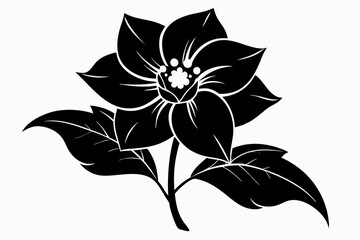 hellebore flower line art silhouette vector illustration