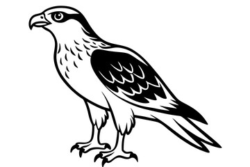 osprey line art silhouette vector illustration