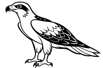 osprey line art silhouette vector illustration