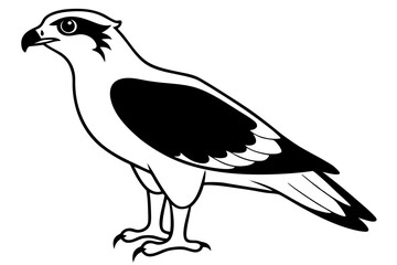 osprey line art silhouette vector illustration