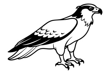 osprey line art silhouette vector illustration