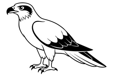 osprey line art silhouette vector illustration