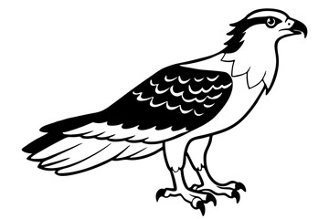 osprey line art silhouette vector illustration