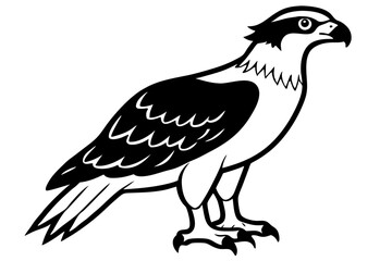 osprey line art silhouette vector illustration