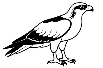 osprey line art silhouette vector illustration
