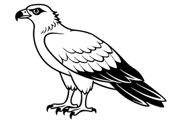 osprey line art silhouette vector illustration