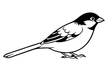 Obraz premium sparrow line art silhouette vector illustration