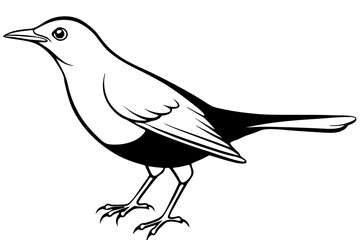 thrush line art silhouette vector illustration