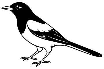 thrush line art silhouette vector illustration
