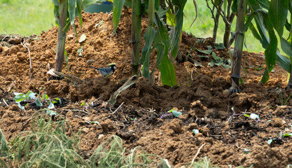 Champ au jardin  à la montagne de Nuwara Elia au Srilanka