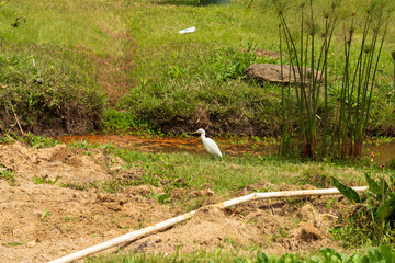 Les oiseaux au  jardin à la montagne de Nuwara Elia au Srilanka