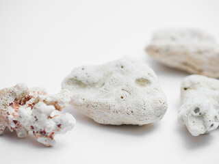 Fossilized coral from the island of La Digue, Seychelles, presented on a white background