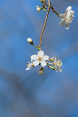 cherry plum blossom on the blue sky background close-up