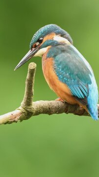 close up of Common kingfisher Alcedo atthis perching on twig whilst fishing, isolated green background, vertical video