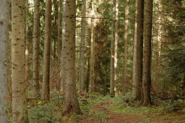 A peaceful forest scene featuring tall trees lining a winding path, surrounded by lush greenery and soft lighting.