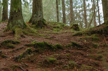 Explore the tranquil beauty of mossy tree roots in a lush green forest, complemented by a soft carpet of fallen leaves.
