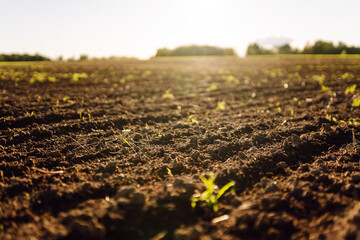 Close-up of black soil prepared before sowing plants, vegetables, seed in sunset light. Fertile...