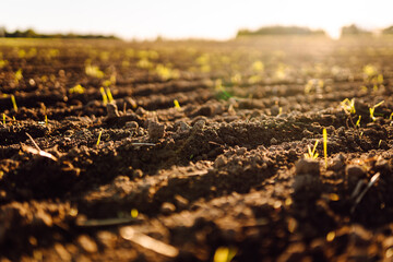 Close-up of black soil prepared before sowing plants, vegetables, seed in sunset light. Fertile land texture, rural field landscape