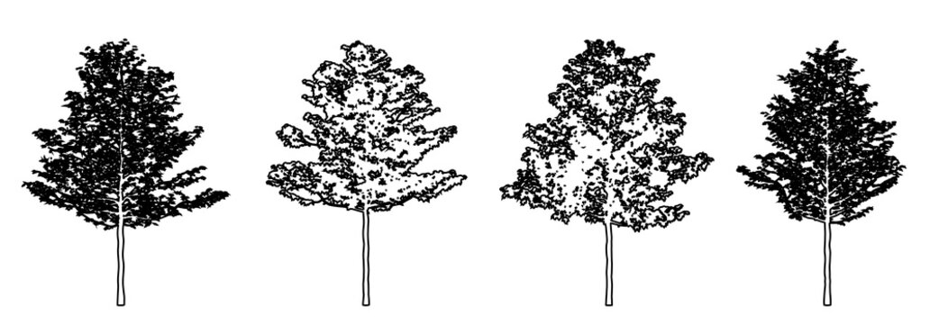 Set or collection of American Sycamore trees as a black line drawing silhouette on white background. Concept or conceptual vector for nature, planet, ecology conservation, strength, endurance and  bea