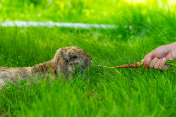 Fluffy rabbit eating carrot from a hand in tall grass.