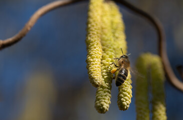 A small honeybee flies high on yellow hazelnut blossoms. It is spring and the bee is looking for...