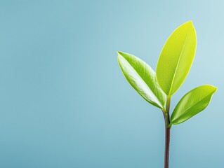 Fototapeta premium Fresh Green Plant Sprout With Young Leaves On Minimal Blue Background Symbolizing Sustainable Growth New Beginnings And Eco Friendly Future Concept