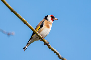 A colorful goldfinch perched on a branch