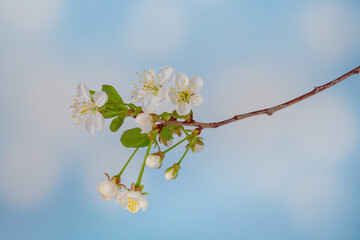 Flowering Cherry tree branch with spring white flowers against background of blue sky with clouds.